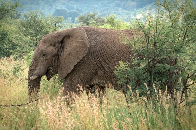 Elephant in the jungle